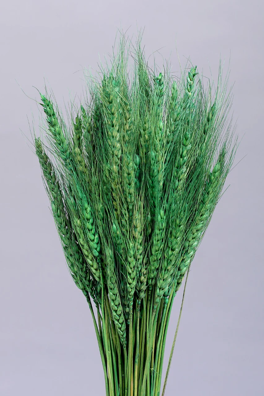 WHEATGRASS-LIGHT GREEN COLOUR